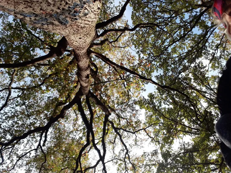BP MENSUEL SAMEDI 11 OCTOBRE - Forêt de Montmorency
