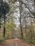allée forestiere.jpg